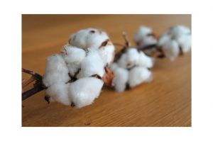 sustainable fashion and cotton